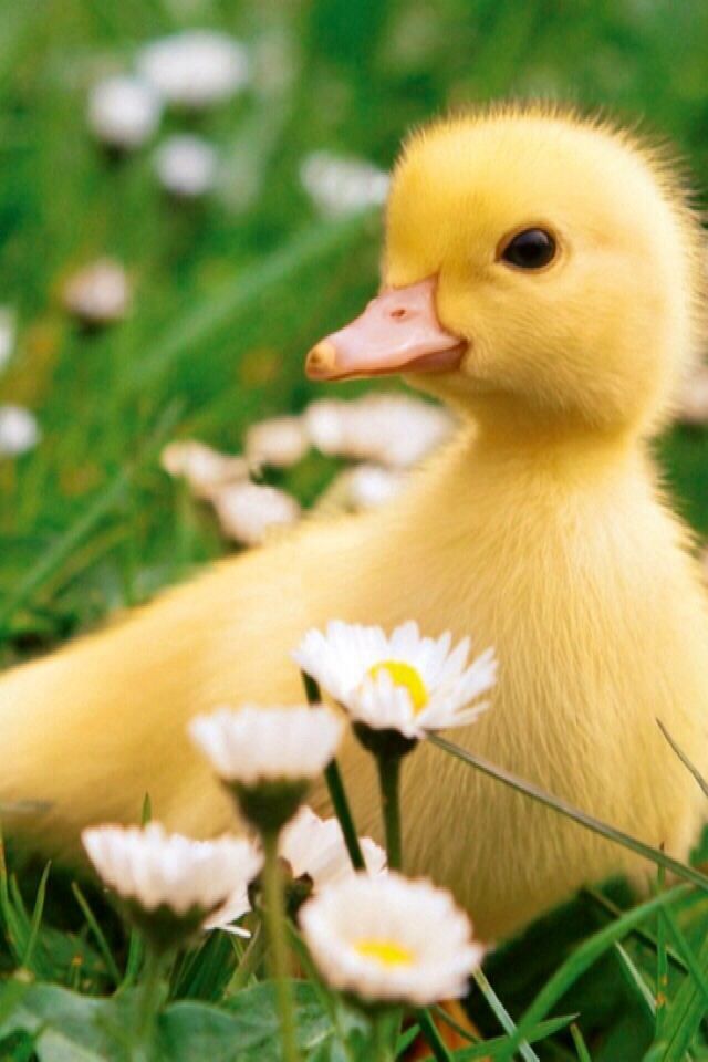 Download Baby Duck Wallpaper Hd Backgrounds Download Itl Cat - baby duck wallpaper hd backgrounds baby duck roblox Download Baby Duck Wallpaper Hd Backgrounds Download Itl Cat - baby duck roblox