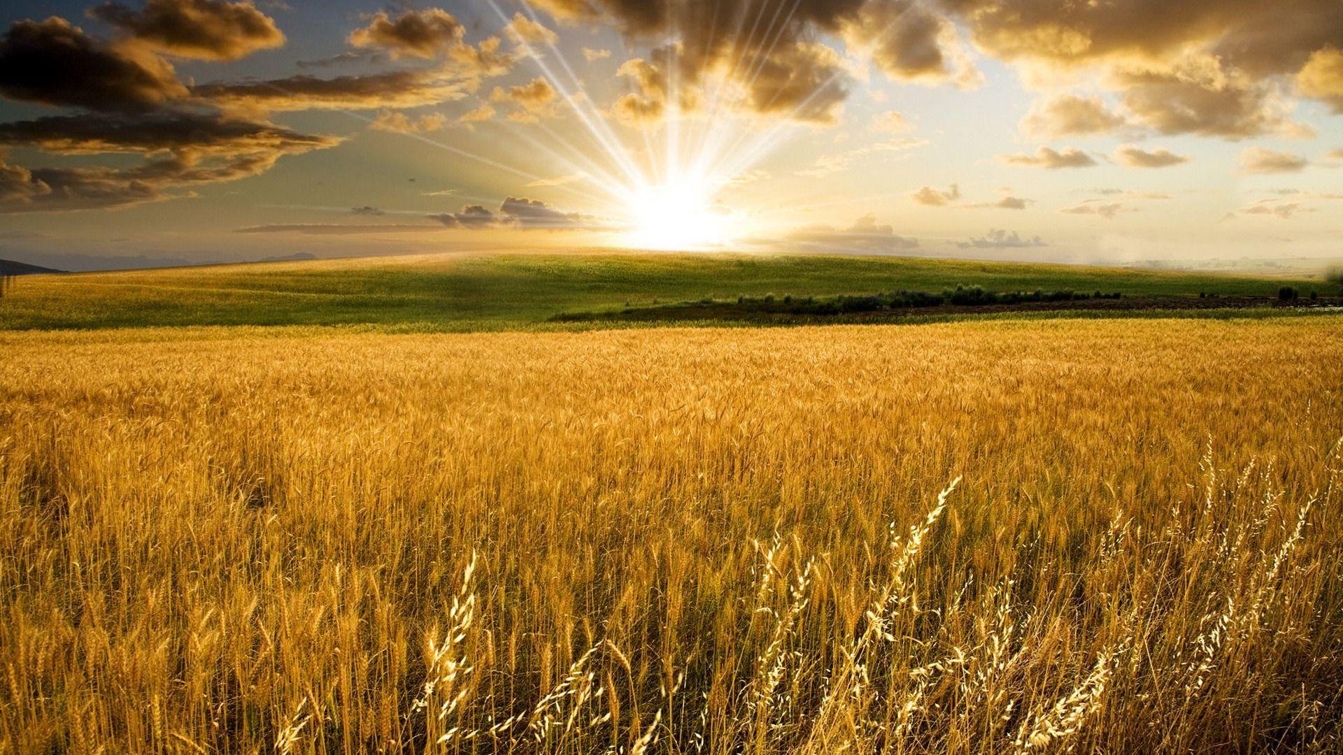 Download Wheat Fields Wallpaper Hd Backgrounds Download Itl Cat - rice fields roblox