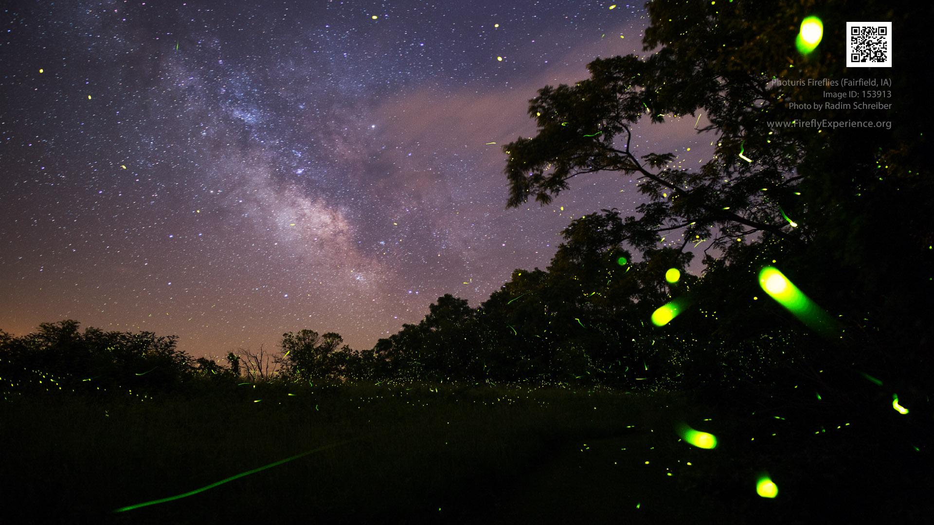 Download Fireflies Desktop Wallpaper Hd Backgrounds Download Download Fireflies Desktop Wallpaper Hd Backgrounds Download