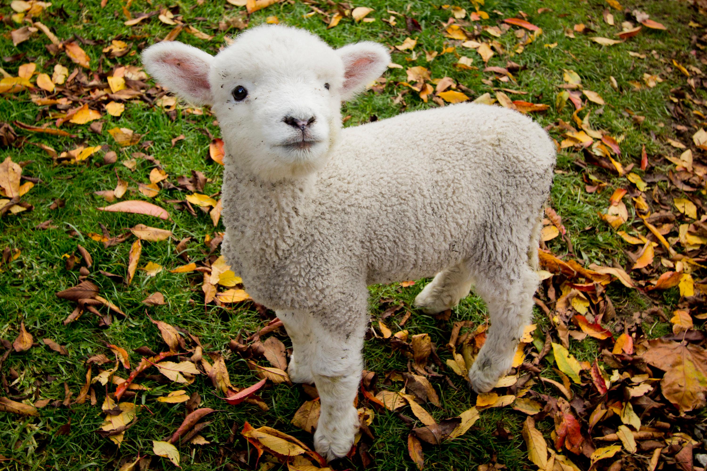 Dominican She Lamb: A Culinary Delight Rooted in Tradition