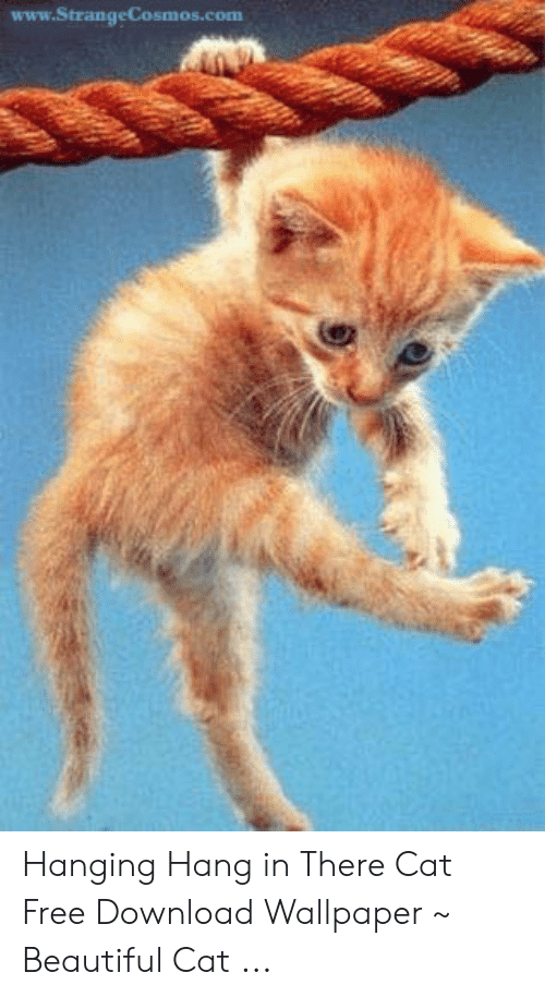 hang in there cat hang in there cat