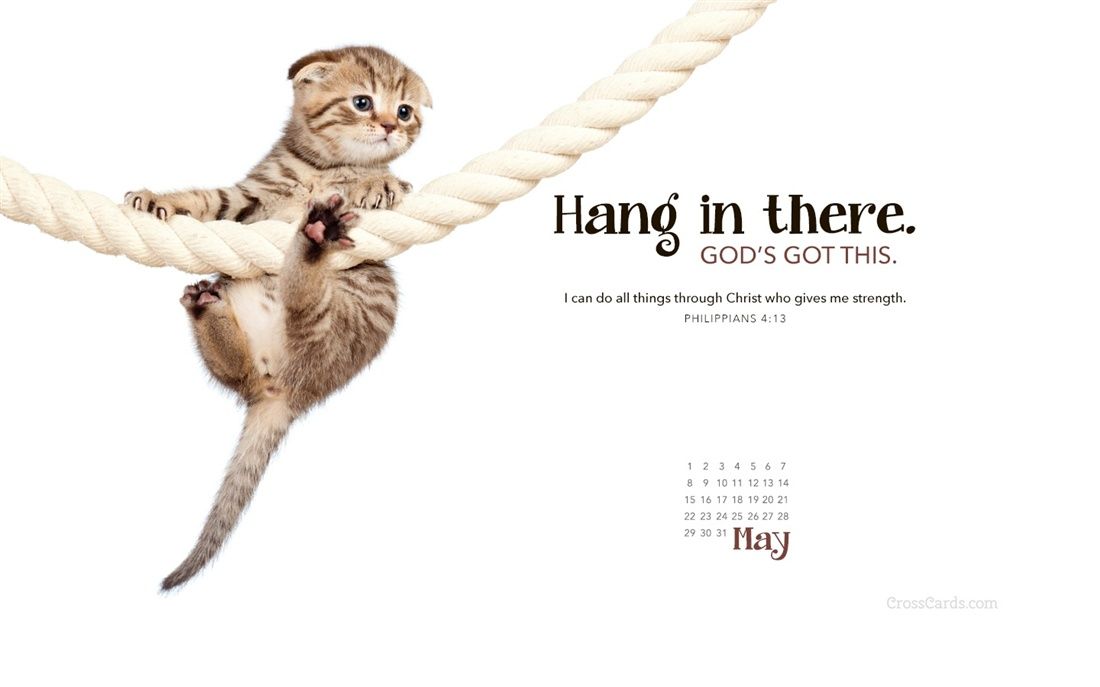 Download hang in there cat wallpaper hd backgrounds download itl cat