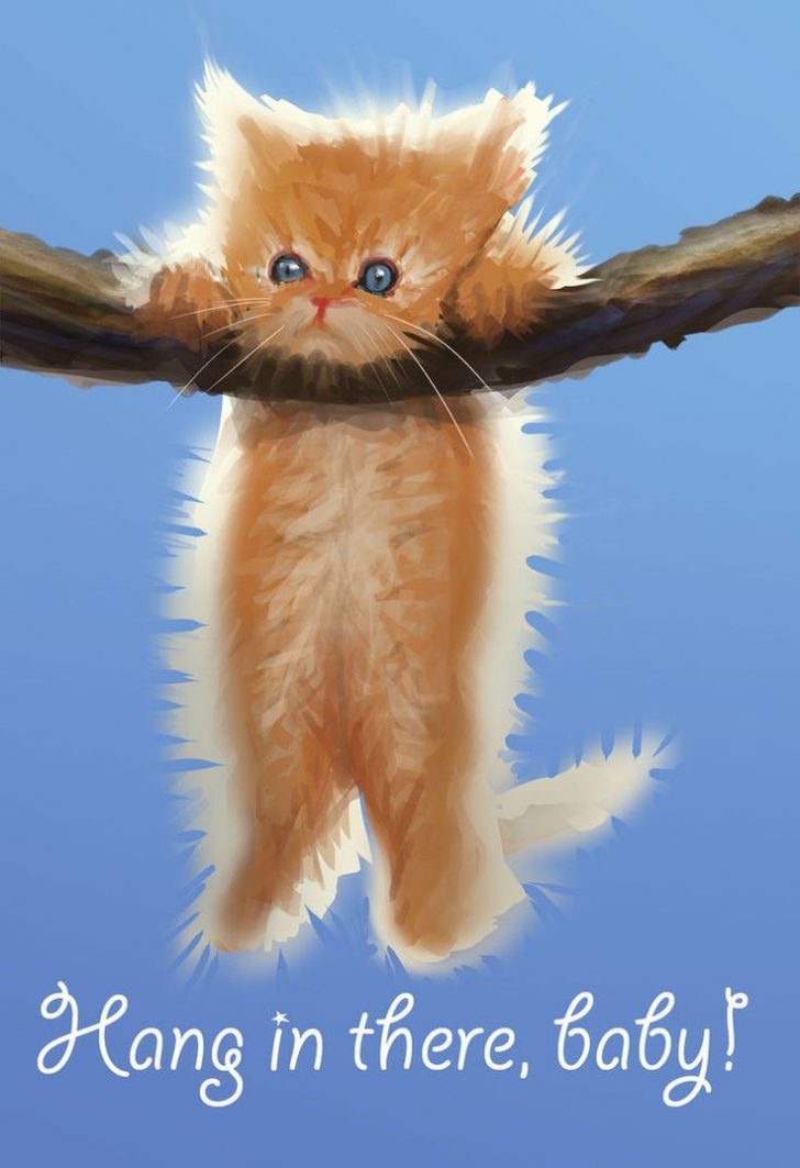 Download hang in there cat wallpaper hd backgrounds download itl cat