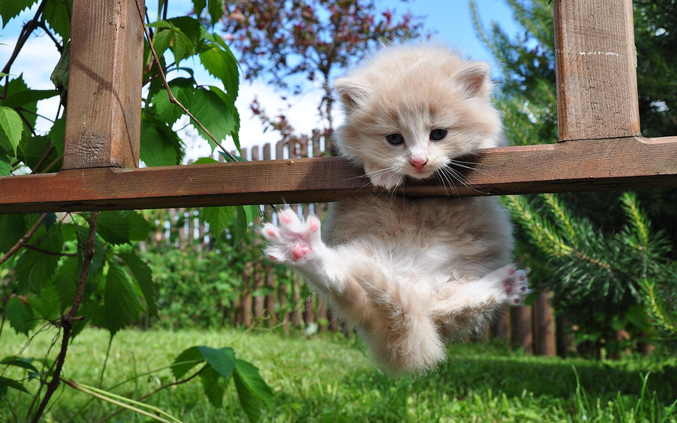 Download Hang In There Cat Wallpaper, HD Backgrounds Download - itl.cat