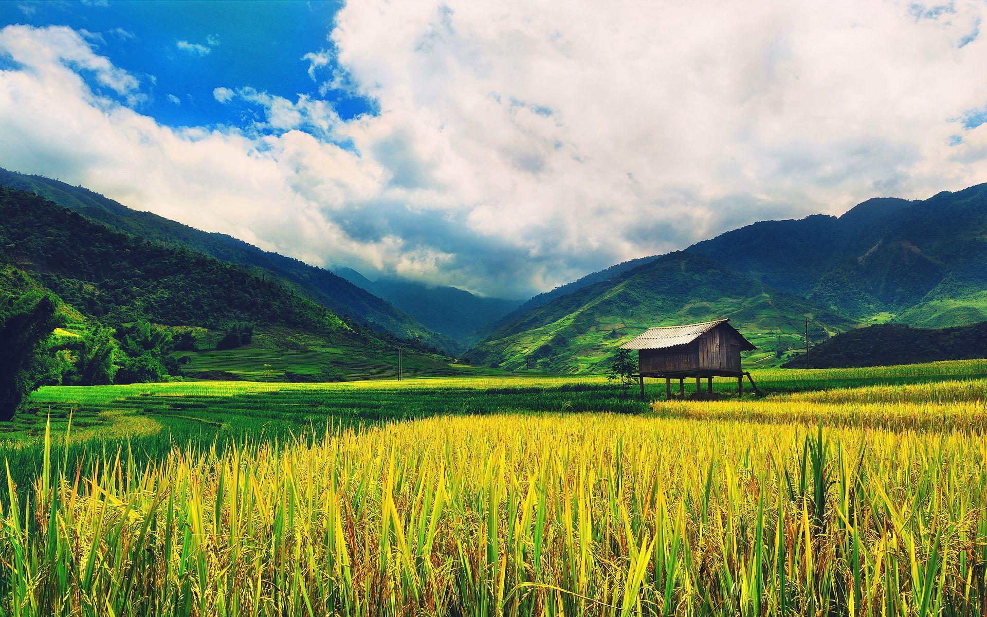 Download Rice Fields Wallpaper Hd Backgrounds Download Itl Cat - rice fields roblox