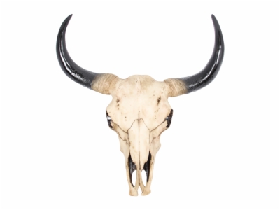 cow skull wallpaper - find and download best Wallpaper images at itl.cat
