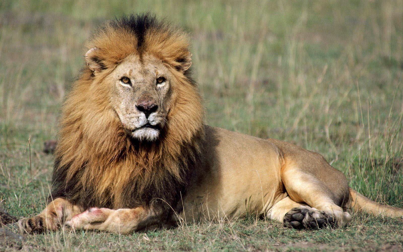 African Lion Photos Free Wallpaper - Land Animal , HD Wallpaper & Backgrounds
