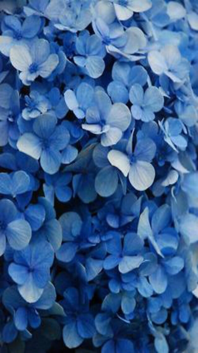 Flower Wallpaper, Tumblr Wallpaper, Wallpaper, Blue - Blue Flowers , HD Wallpaper & Backgrounds