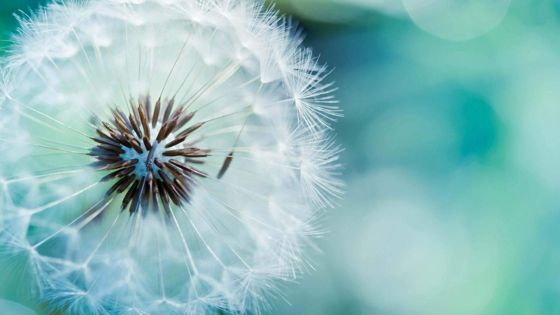 Flower Wallpaper Tumblr - Dandelion Flower , HD Wallpaper & Backgrounds