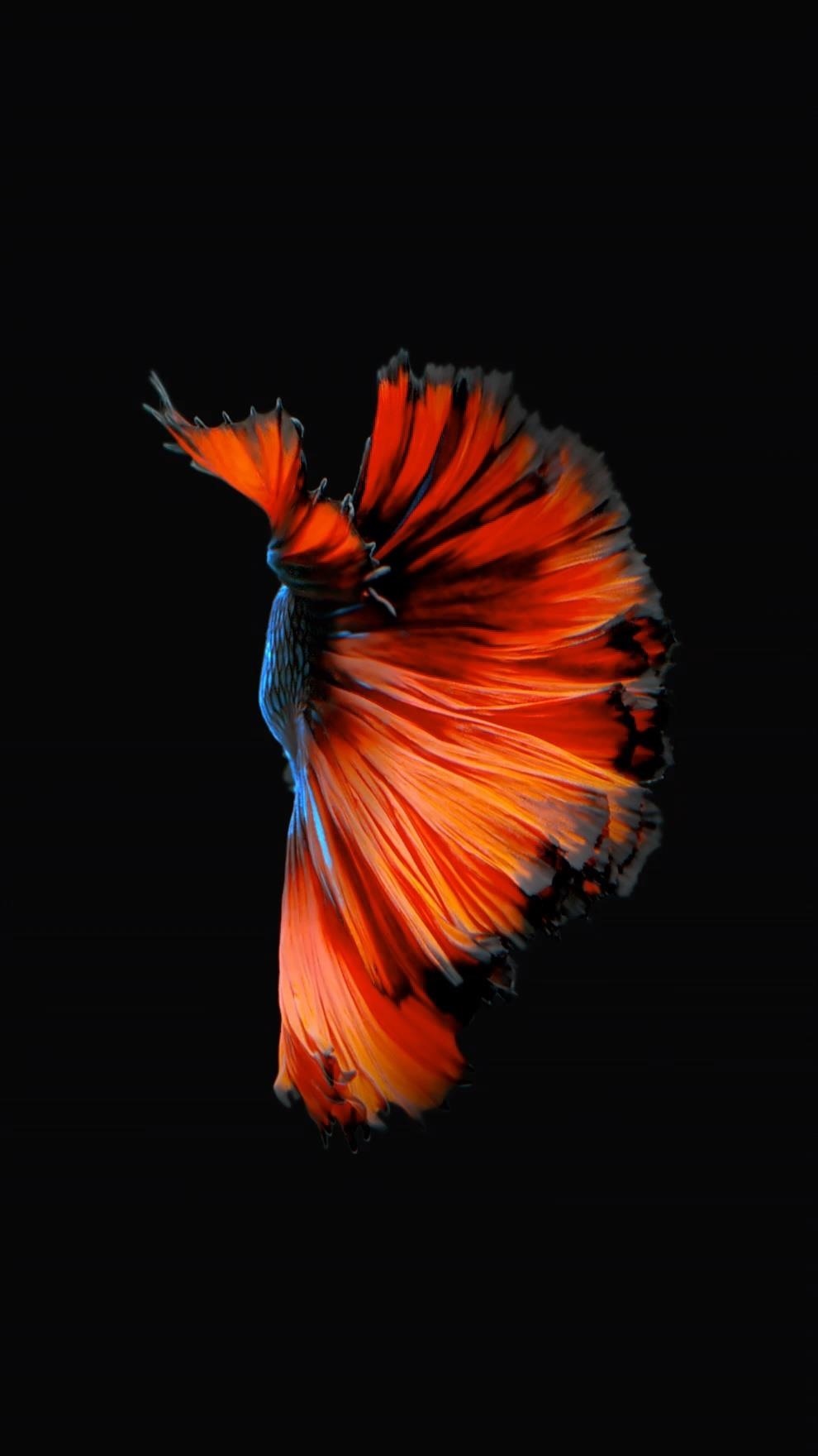 Blue/red Fish On Black Background - Live Wallpaper Iphone , HD Wallpaper & Backgrounds