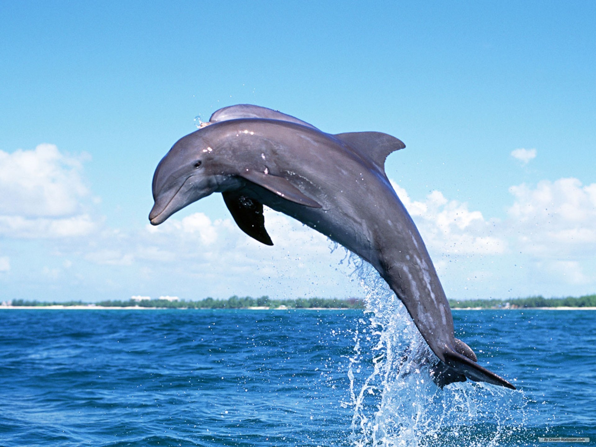 Free Animal Wallpaper - Dolphins Jumping , HD Wallpaper & Backgrounds