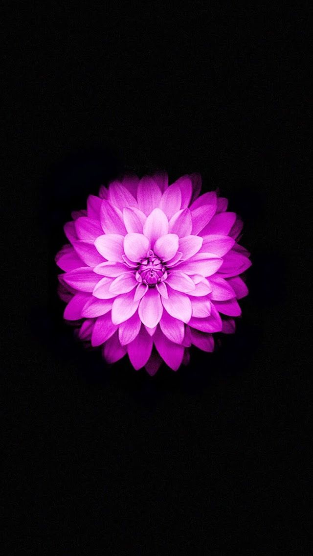 Flower Lock Screen Wallpaper - Lock Screen Iphone 6 Wallpaper Alone , HD Wallpaper & Backgrounds