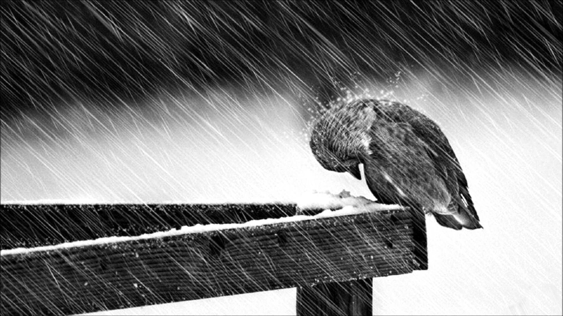 Sad Image Wallpaper - Sad Bird , HD Wallpaper & Backgrounds