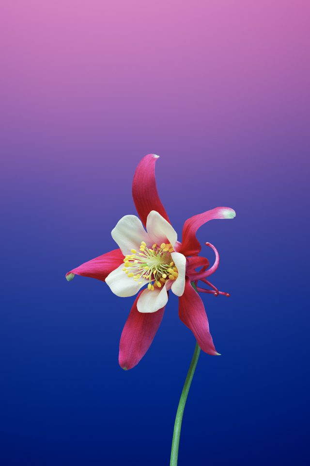 Flower Aquilegia Android Wallpaper - Ios 11 Gm , HD Wallpaper & Backgrounds