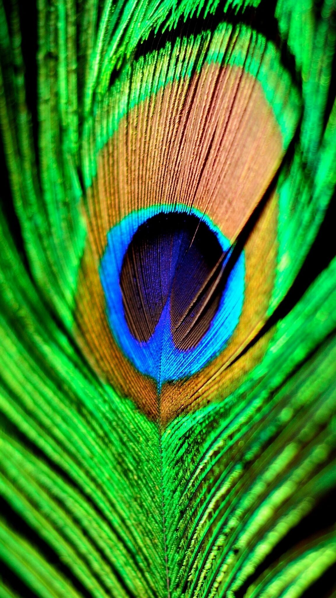 Peacock Feather Hd Wallpaper For Iphone , HD Wallpaper & Backgrounds