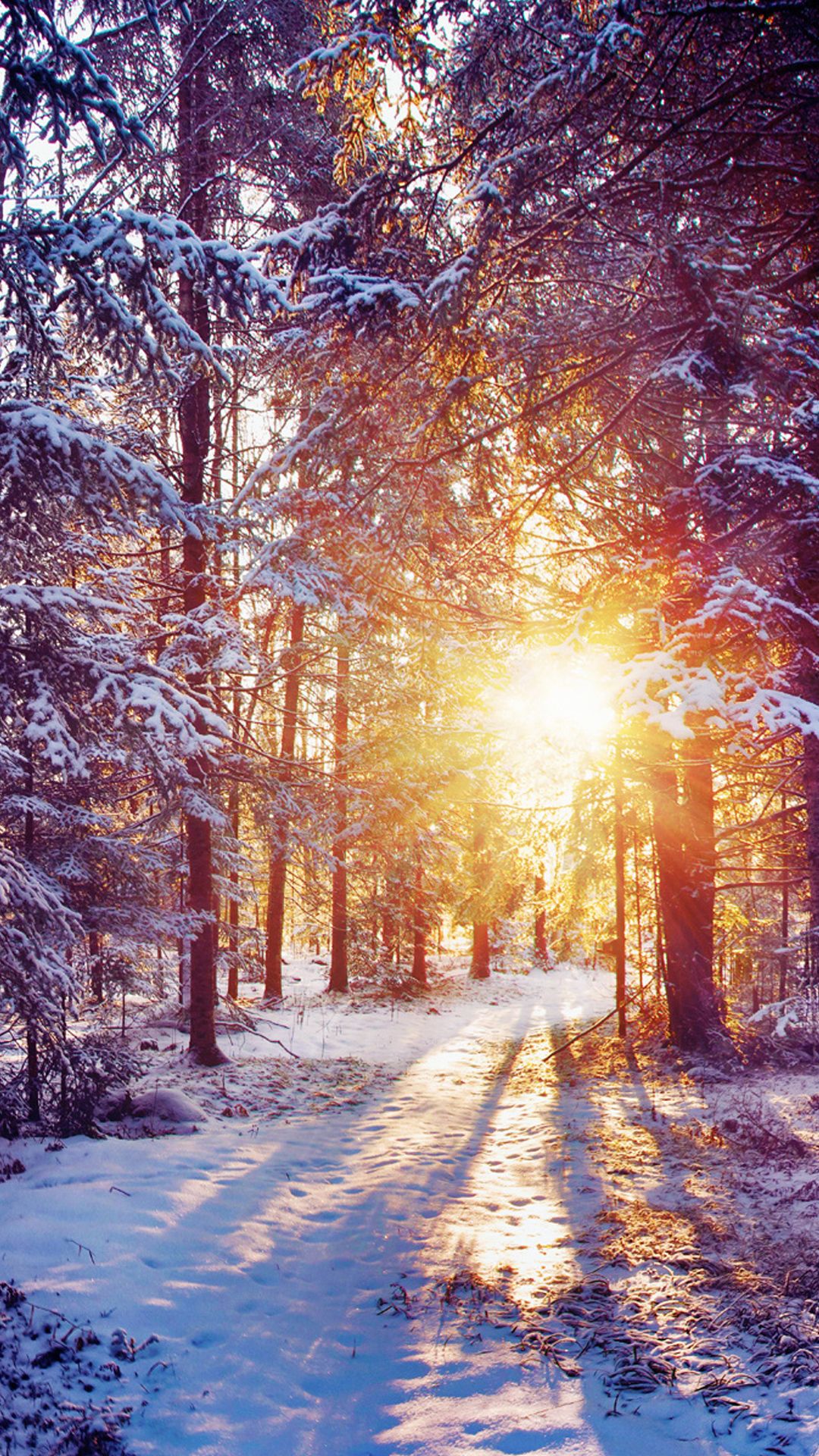 Winter Sunset Shining Through Forest Trees Iphone 6 - Winter Landscape Wallpaper Iphone , HD Wallpaper & Backgrounds