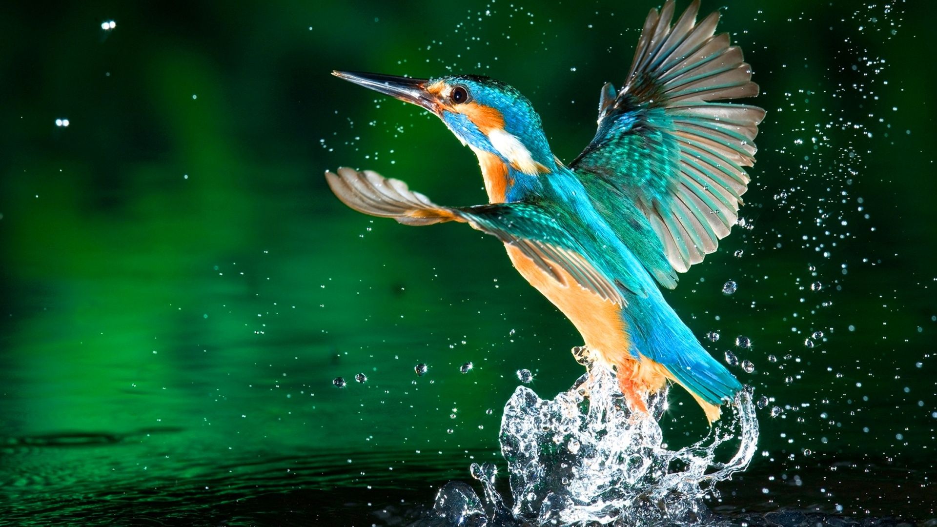 Beautiful Bird Wallpaper 19201080 Hdwallpaper Wallpaper Hd