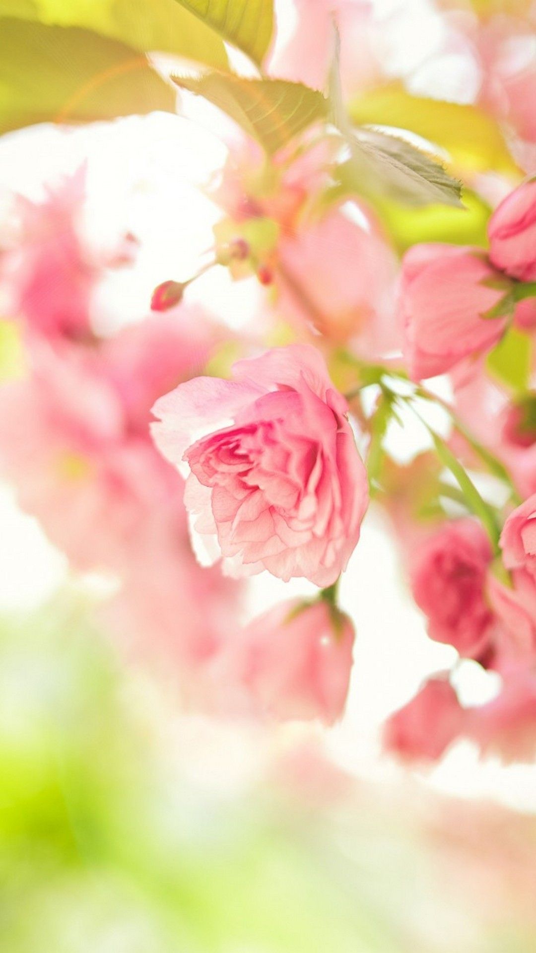 Spring Wallpaper Hd For Mobile , HD Wallpaper & Backgrounds