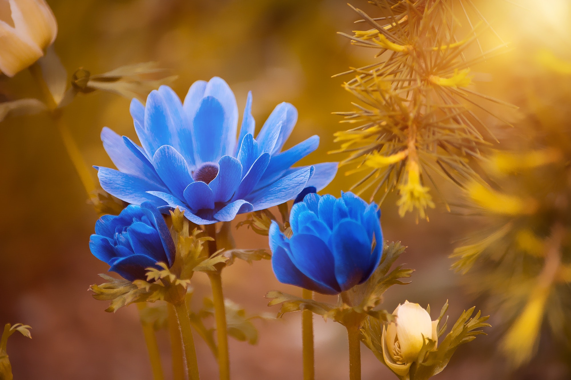 Blue Roses Flower Hd Wallpapers - Medium Depth Of Field With F Stop , HD Wallpaper & Backgrounds