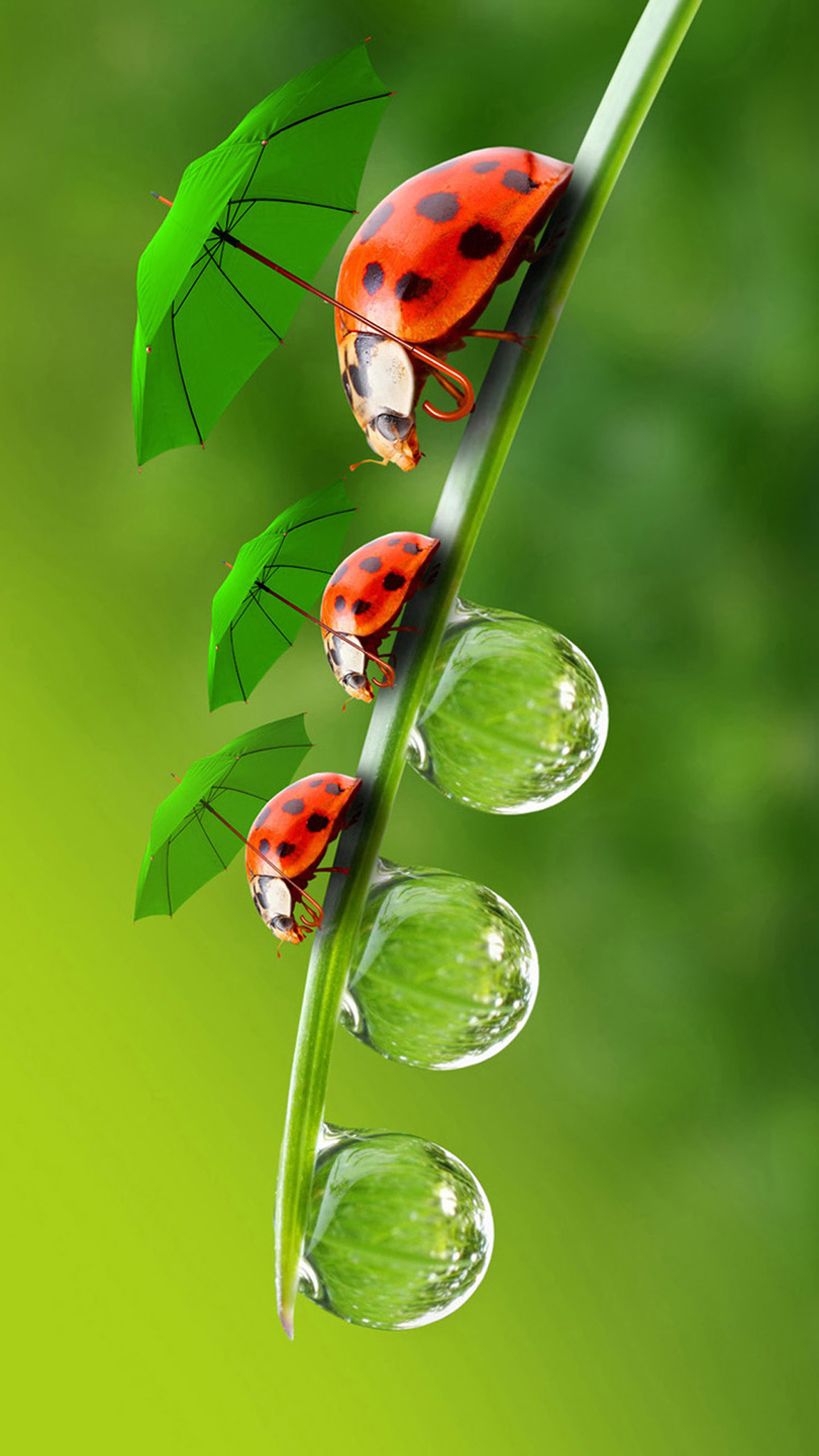 Download Wallpaper For Android - Ladybug Wallpaper Iphone X , HD Wallpaper & Backgrounds