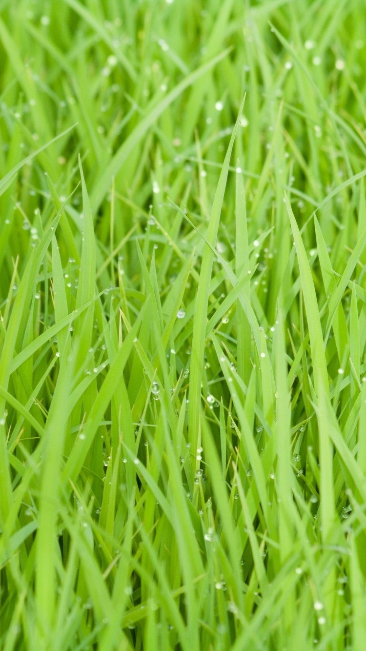 Green Grass , HD Wallpaper & Backgrounds