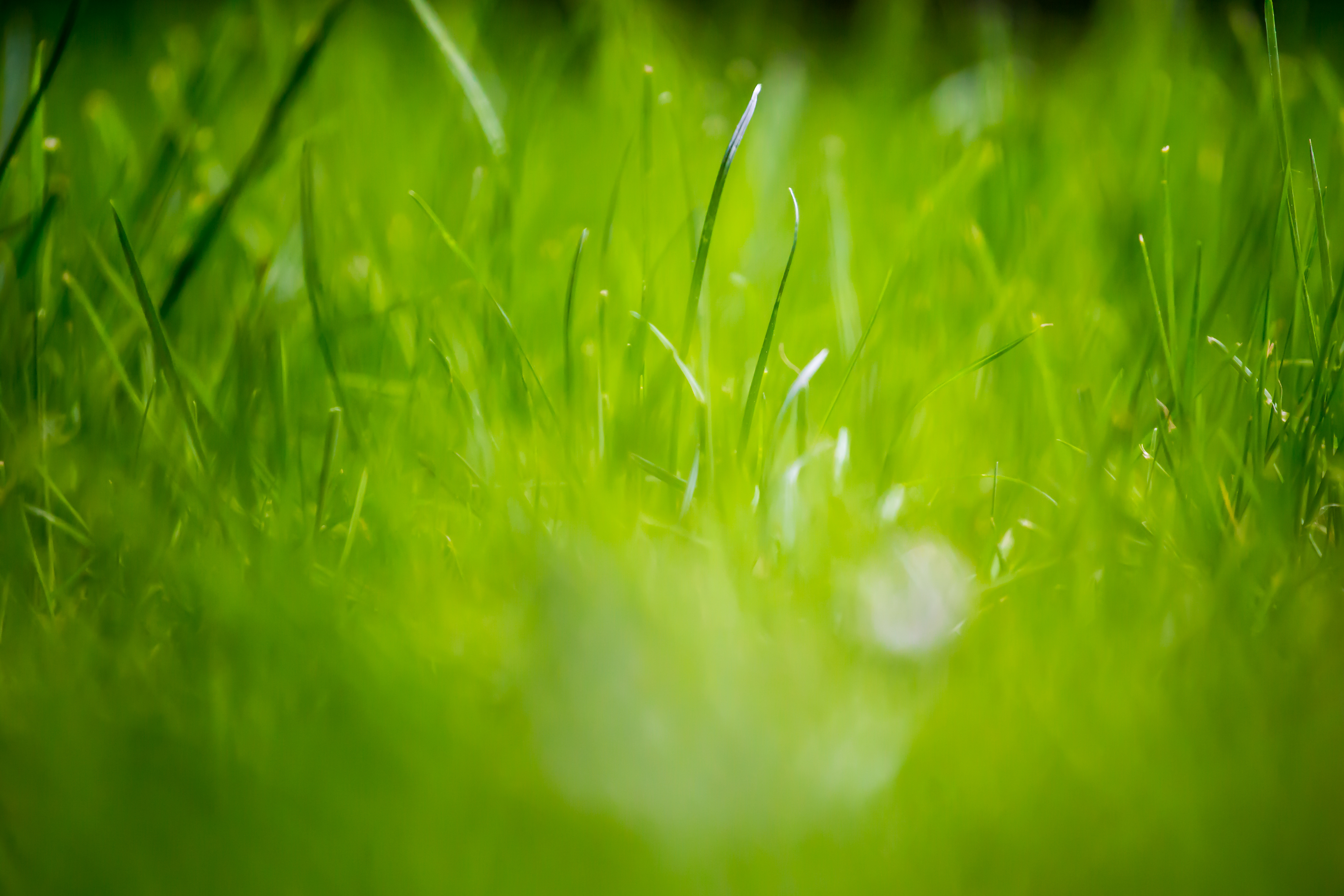 Green Grass Fields Wallpaper - Green Fields , HD Wallpaper & Backgrounds