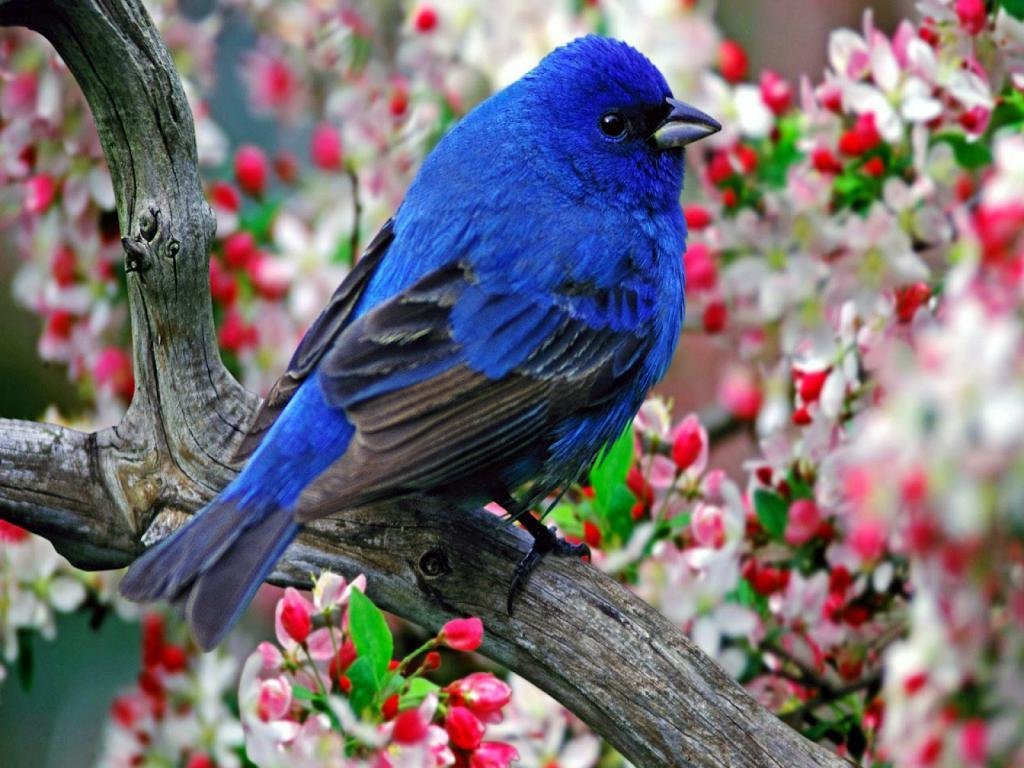 Beautiful Hd Birds Wallpapers Download - Beautiful Wallpaper Hd Free Download , HD Wallpaper & Backgrounds