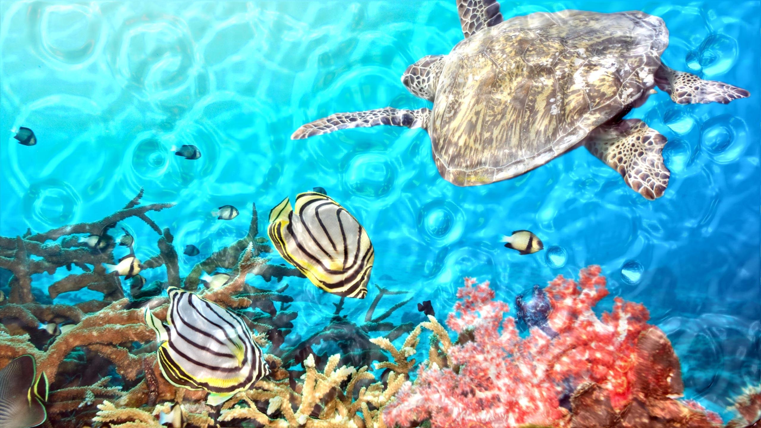 Fish 3d Wallpaper Hd In Great Demand Download Video - Turtle Swimming With Fish , HD Wallpaper & Backgrounds