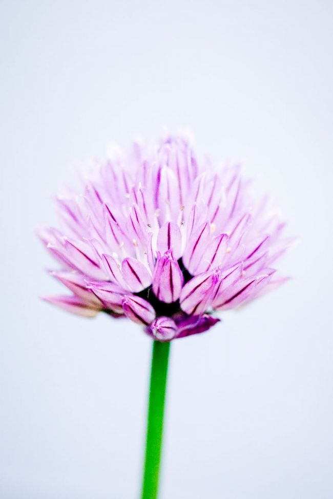 Close Up Of Pink Flower On White Background, Simple - Red Clover , HD Wallpaper & Backgrounds