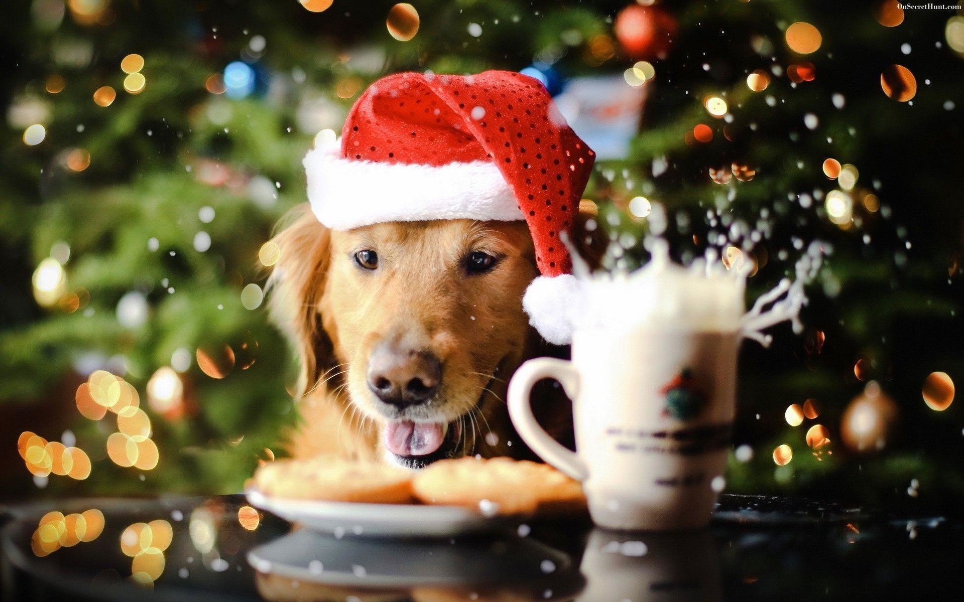 Dog Wallpaper - Christmas Wallpapers Dogs , HD Wallpaper & Backgrounds