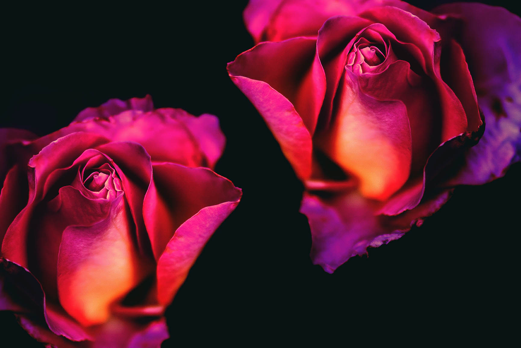 29 Romantic Roses Iphone X Wallpapers - Roses Iphone X Lockscreen , HD Wallpaper & Backgrounds