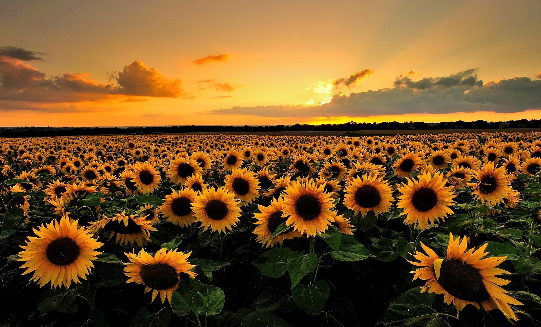 Free Desktop Wallpaper Downloads Sunflower - Sunflowers Hd , HD Wallpaper & Backgrounds