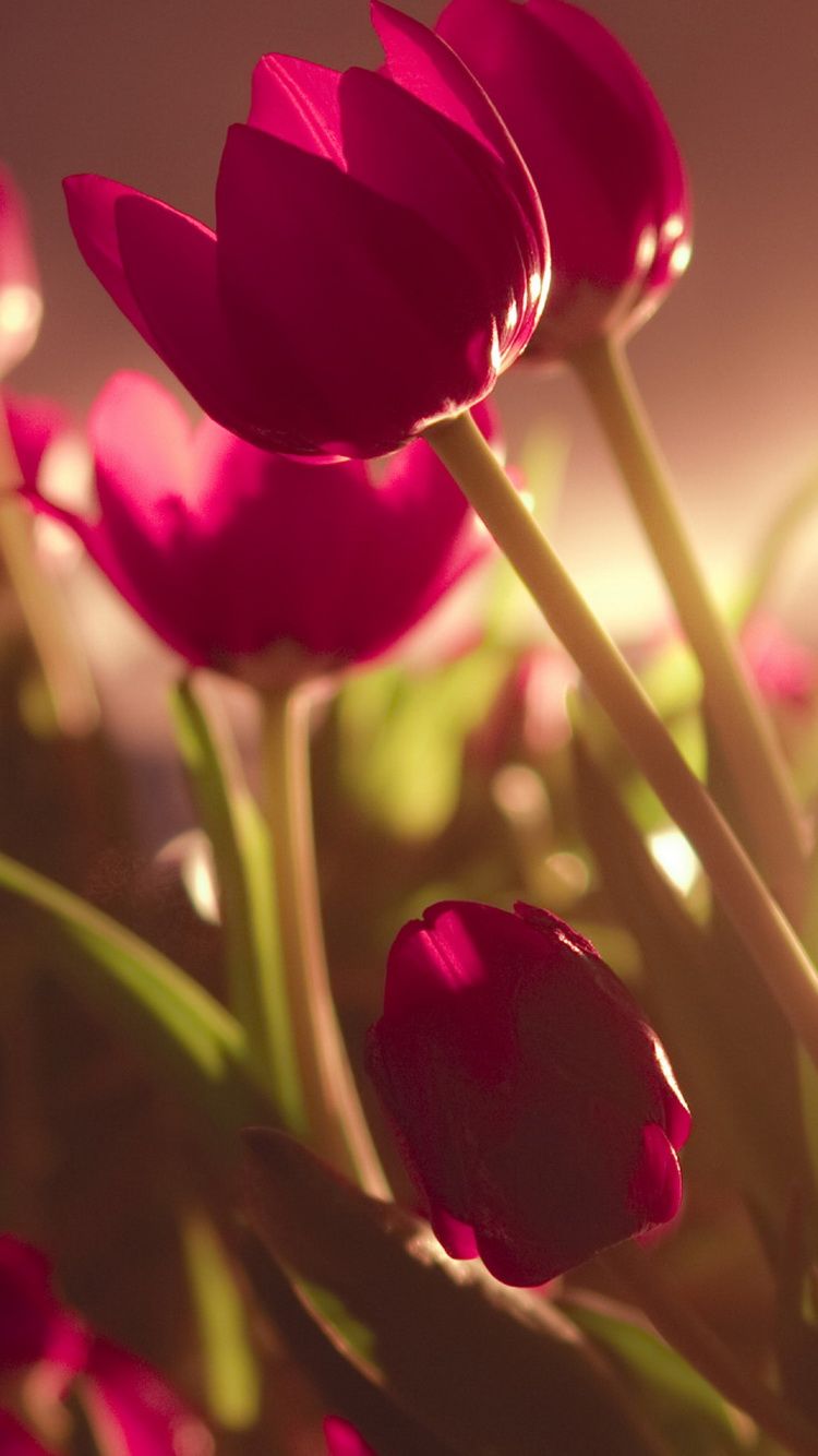 Beautiful Tulips - Nice Wallpapers For Mobile , HD Wallpaper & Backgrounds