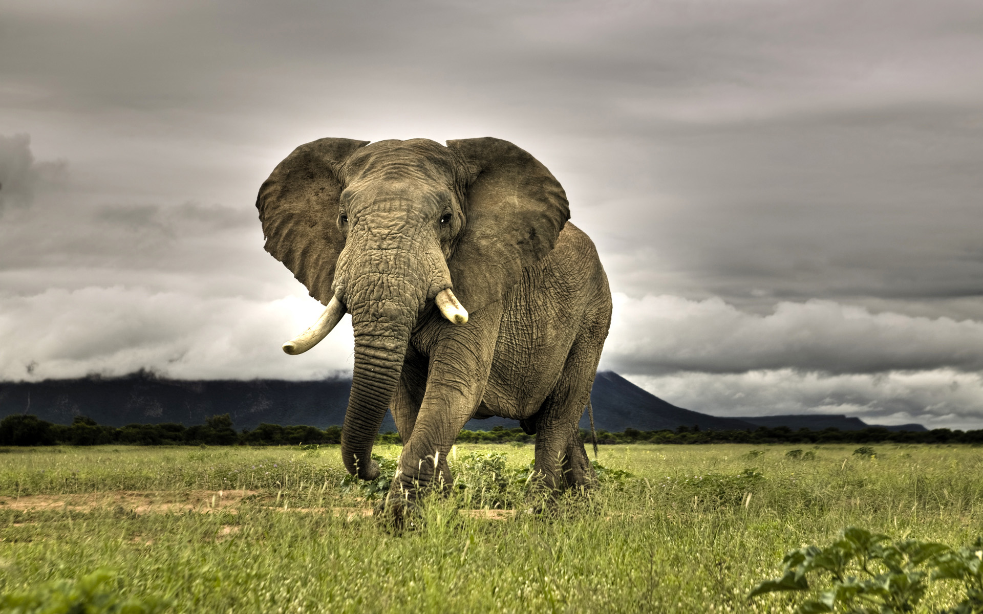 African Elephant Walking On Savanna - Elephant Beautiful , HD Wallpaper & Backgrounds