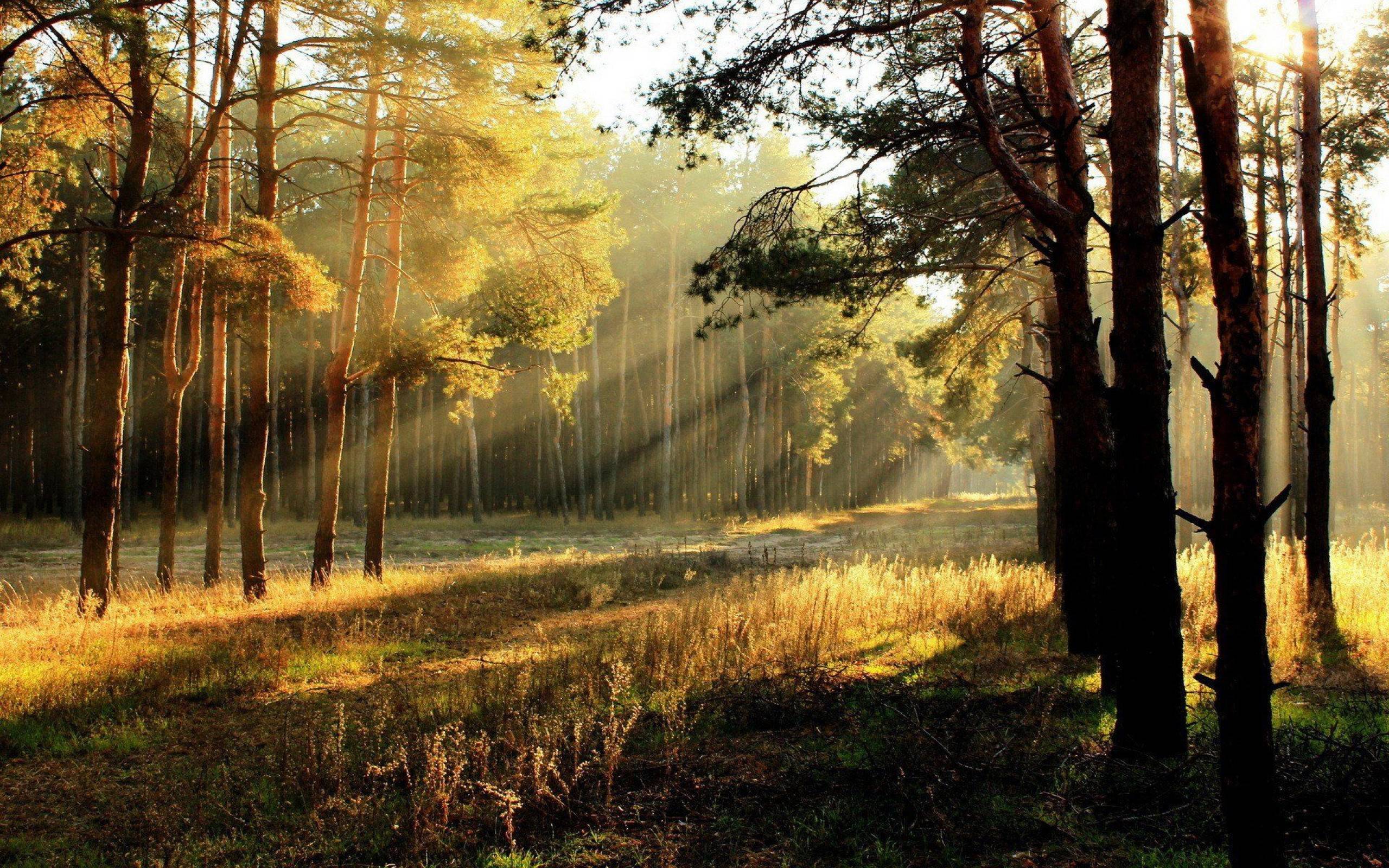 Summer Background - Sunrise Forest , HD Wallpaper & Backgrounds