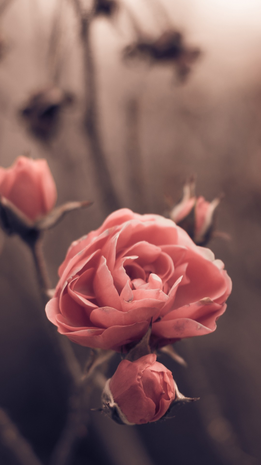 Rose, 5k, 4k Wallpaper, 8k, Spring, Flowers, Blur - Roses 4k , HD Wallpaper & Backgrounds
