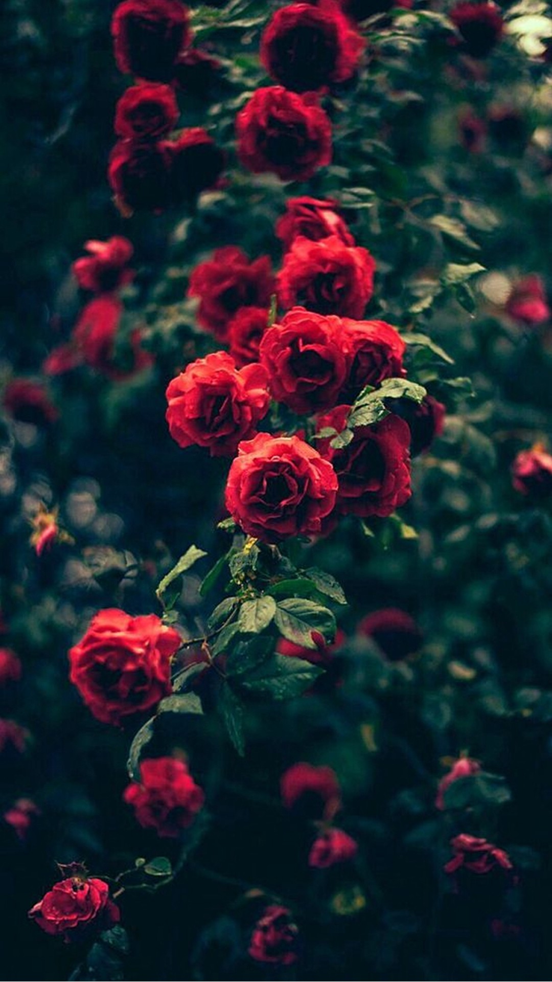 Beautiful Garden Red Roses Flowers Iphone 6 Wallpaper - Beautiful Iphone Wallpaper Hd , HD Wallpaper & Backgrounds