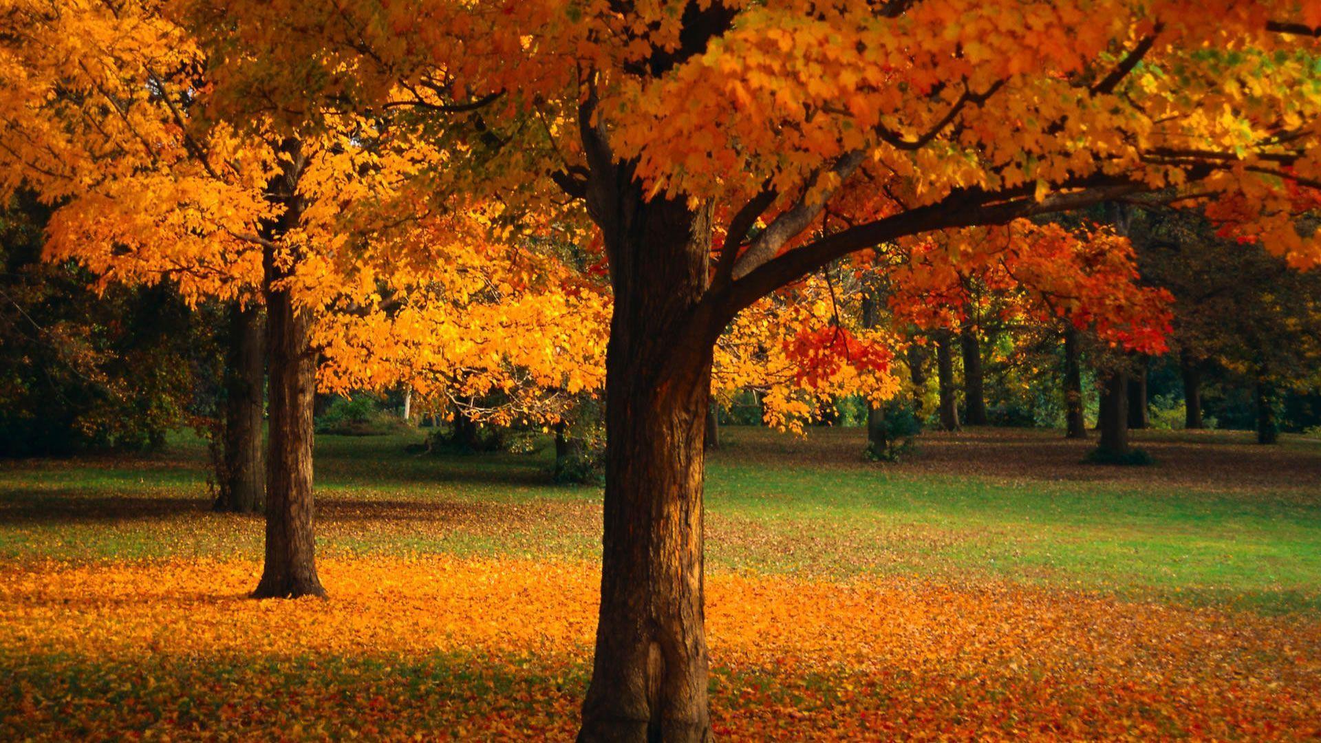 Beautiful Wallpapers Of Trees - Beautiful Trees Images Hd , HD Wallpaper & Backgrounds