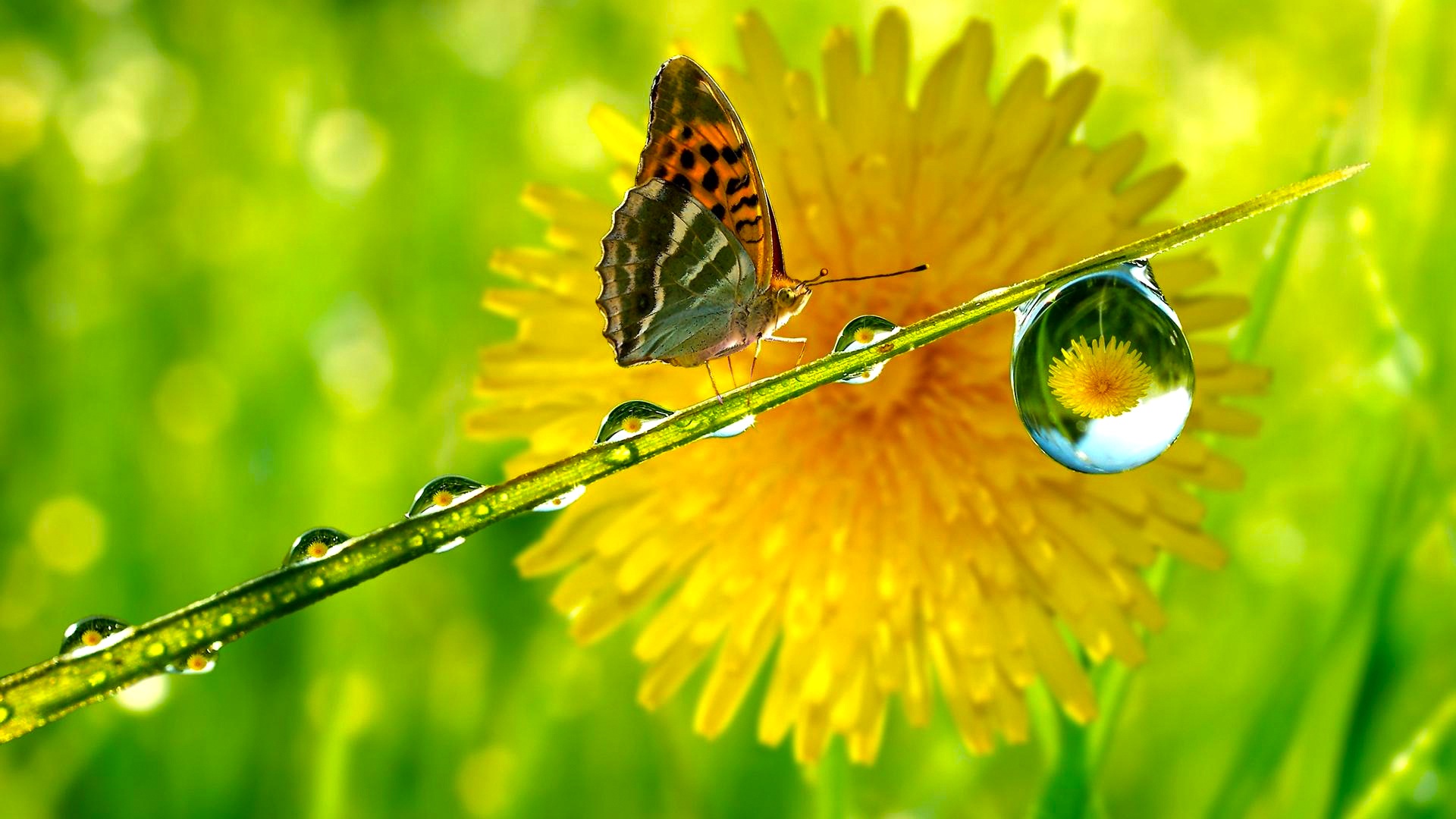 New - Butterfly And Drop Of Water , HD Wallpaper & Backgrounds