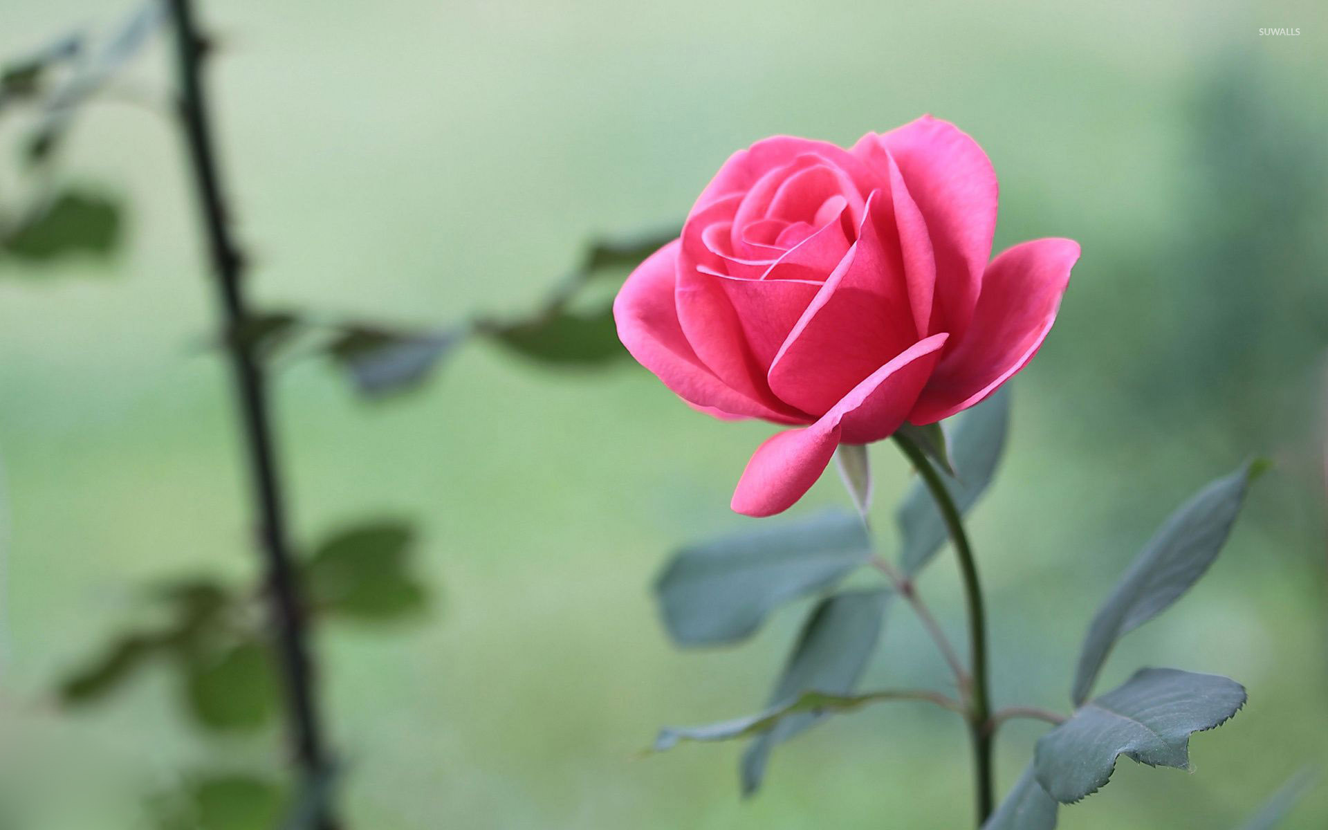 Beautiful Pink Rose Wallpaper - Rose Wallpapers Nice Flower , HD Wallpaper & Backgrounds