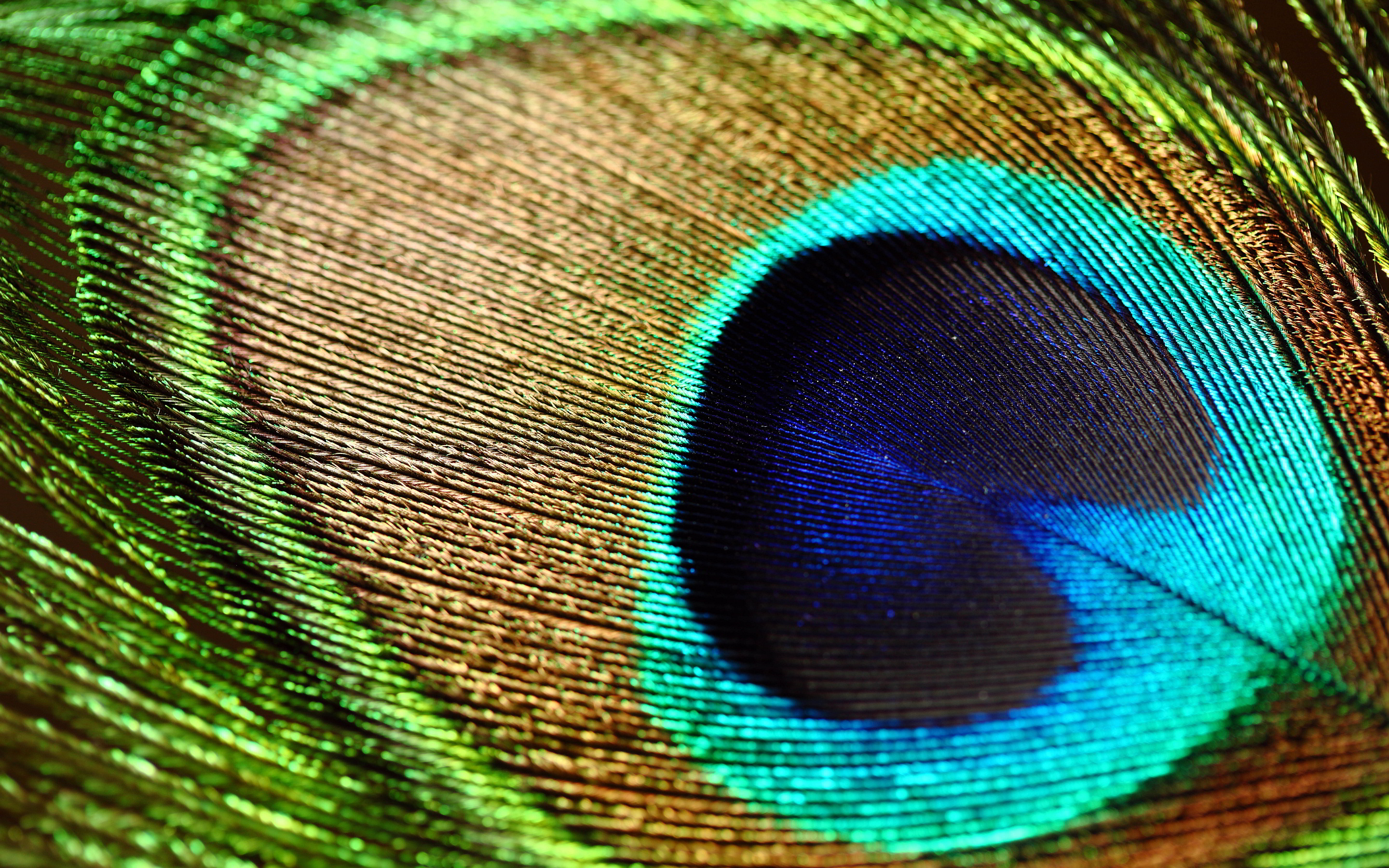 High Resolution Peacock Feather Hd , HD Wallpaper & Backgrounds