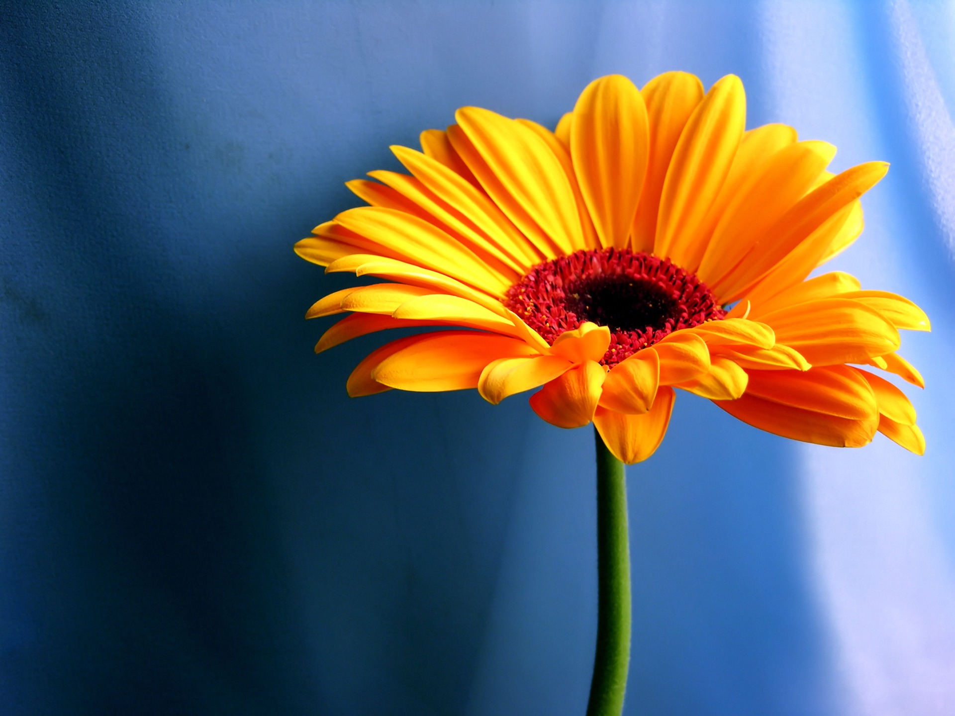 Orange Flower Wallpaper Flowers Nature Wallpapers - Arasan Andru Kolvan Deivam Nindru Kollum , HD Wallpaper & Backgrounds