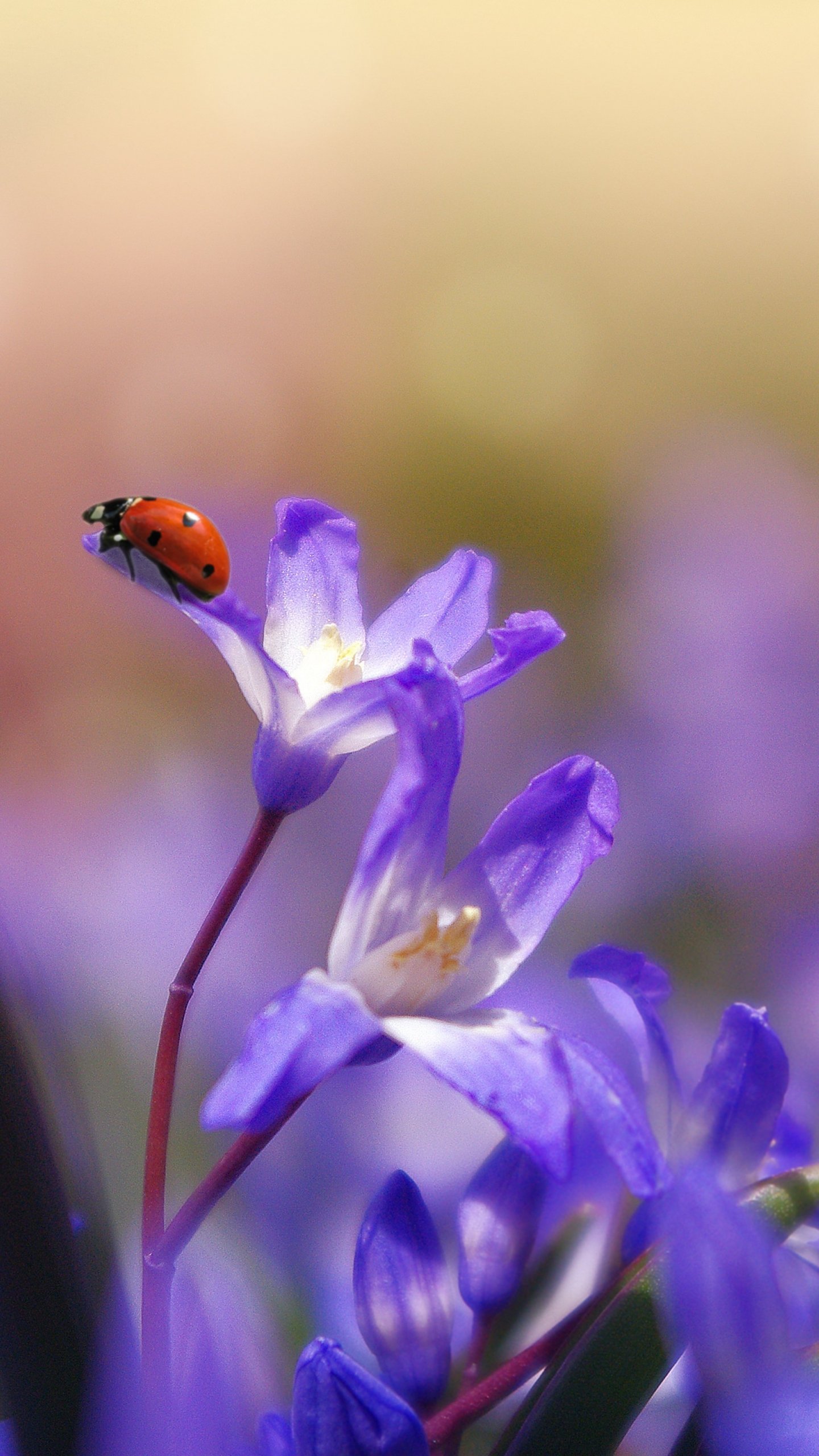 Ladybug On Purple Flower - Flower Ipad Wallpaper Hd , HD Wallpaper & Backgrounds