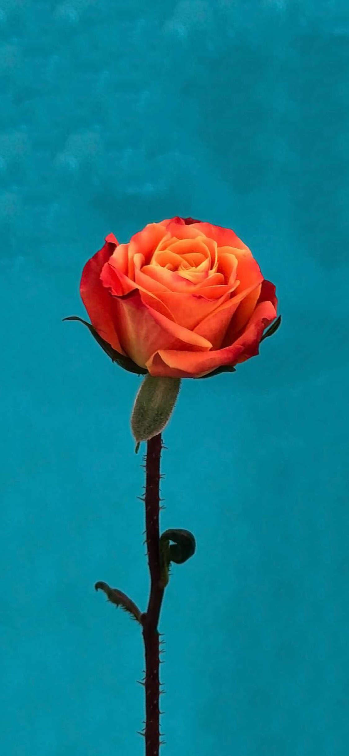 Ios 11 Orange Rose Wallpaper - Rose Flower Wallpaper Iphone , HD Wallpaper & Backgrounds