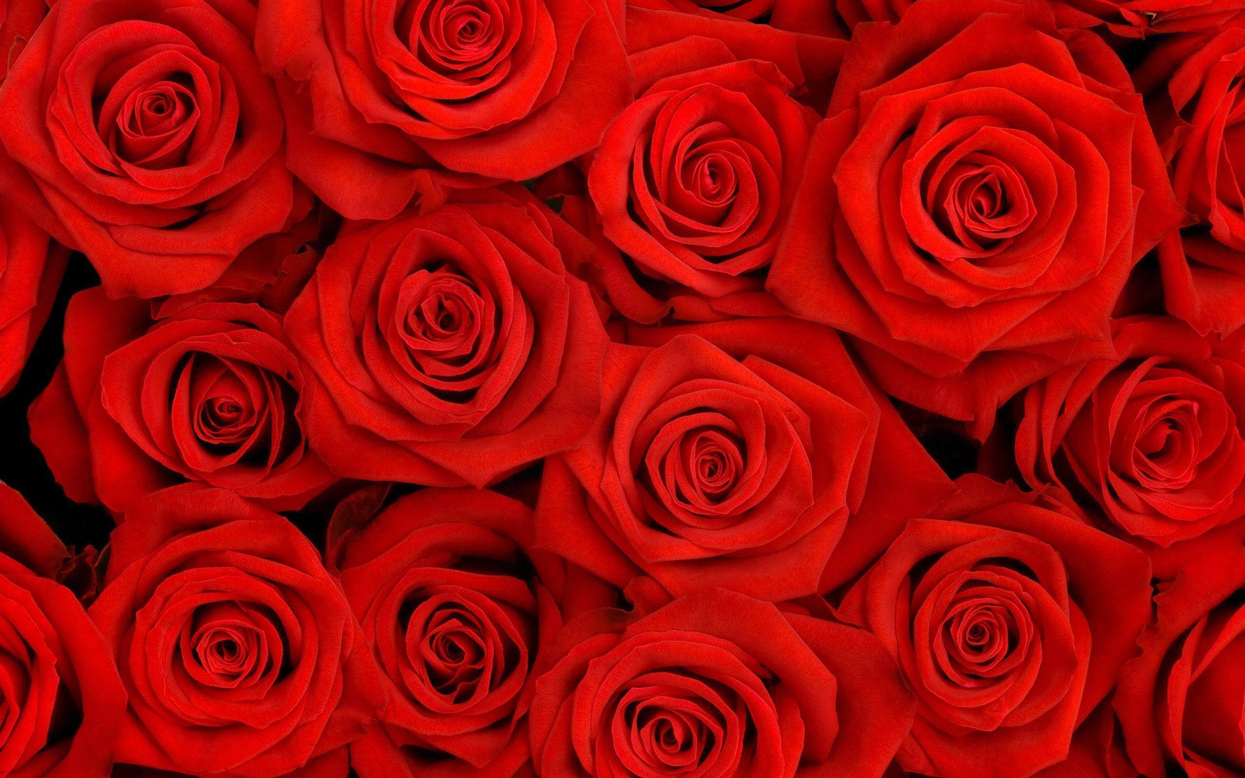Red Rose Desktop Wallpaper - Roses Wallpaper Hd , HD Wallpaper & Backgrounds