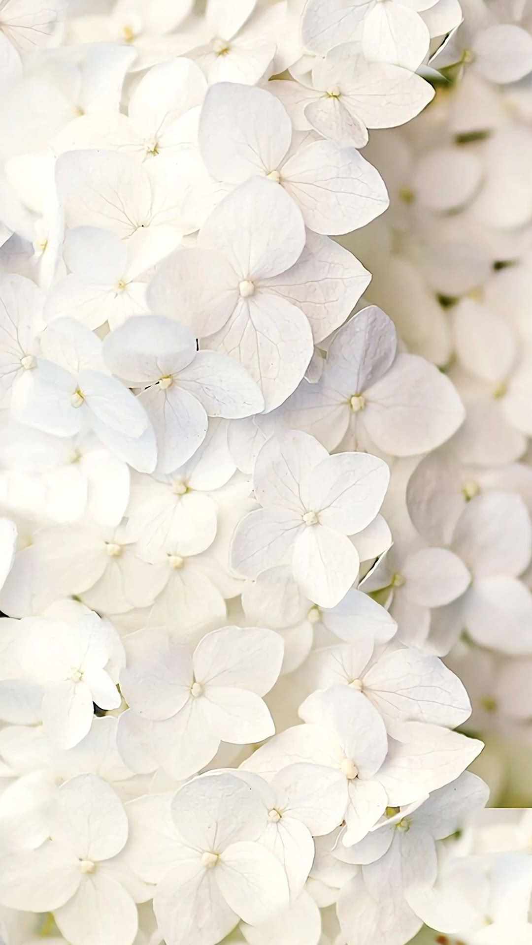 Wallpaper Flower Iphone White Flower Background Hd Wallpaper Backgrounds Download