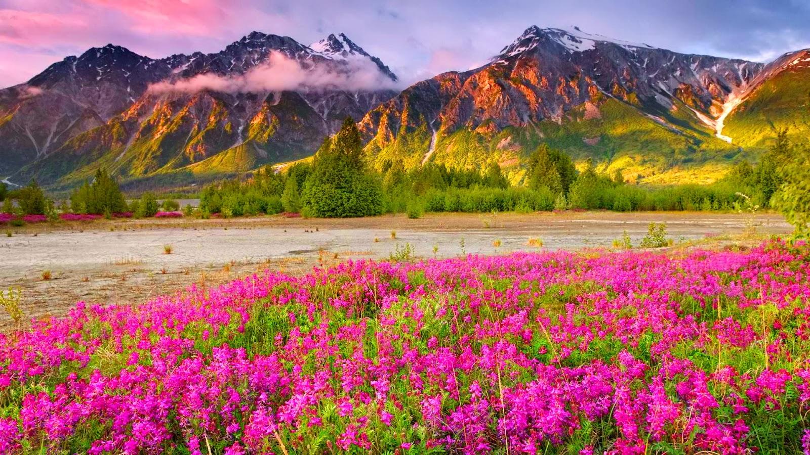 Most Beautiful Wallpapers Free Download - Nature Hd For Whatsapp Dp , HD Wallpaper & Backgrounds