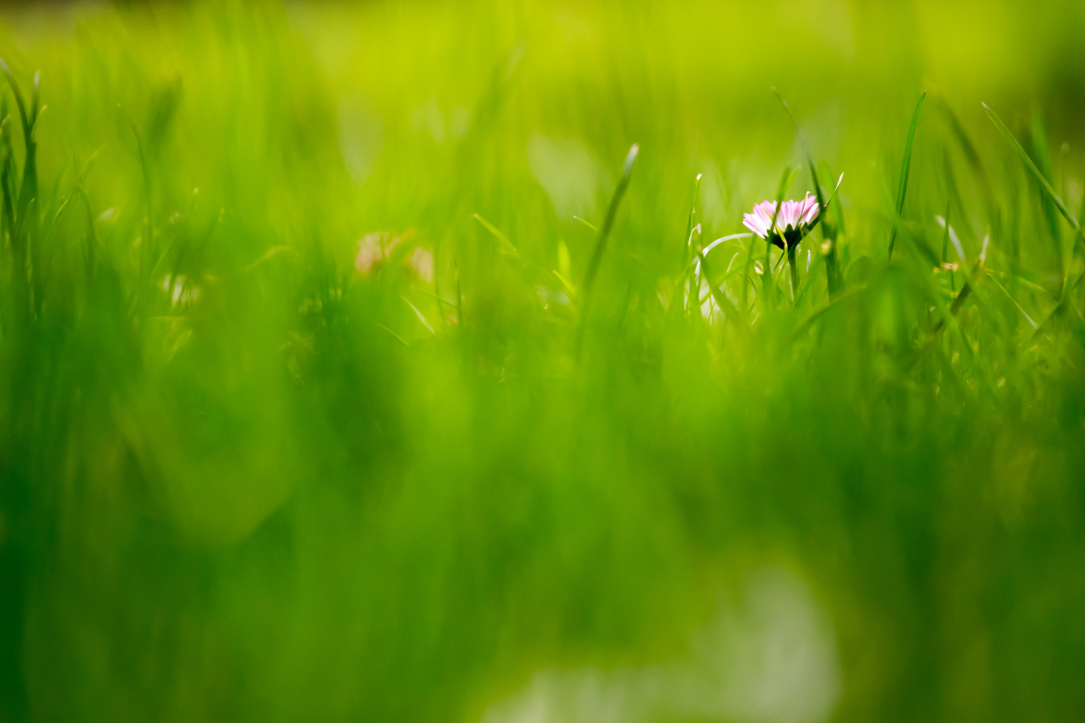 Green Grass Fields Wallpaper - Beautiful Green , HD Wallpaper & Backgrounds