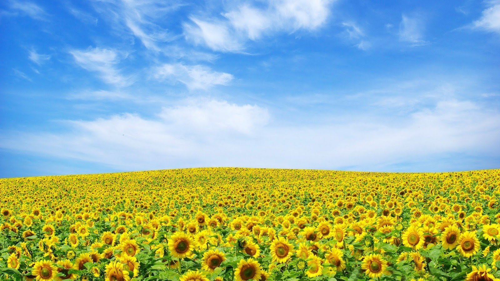 Yellow Flower Wallpaper - Flower Landscape , HD Wallpaper & Backgrounds