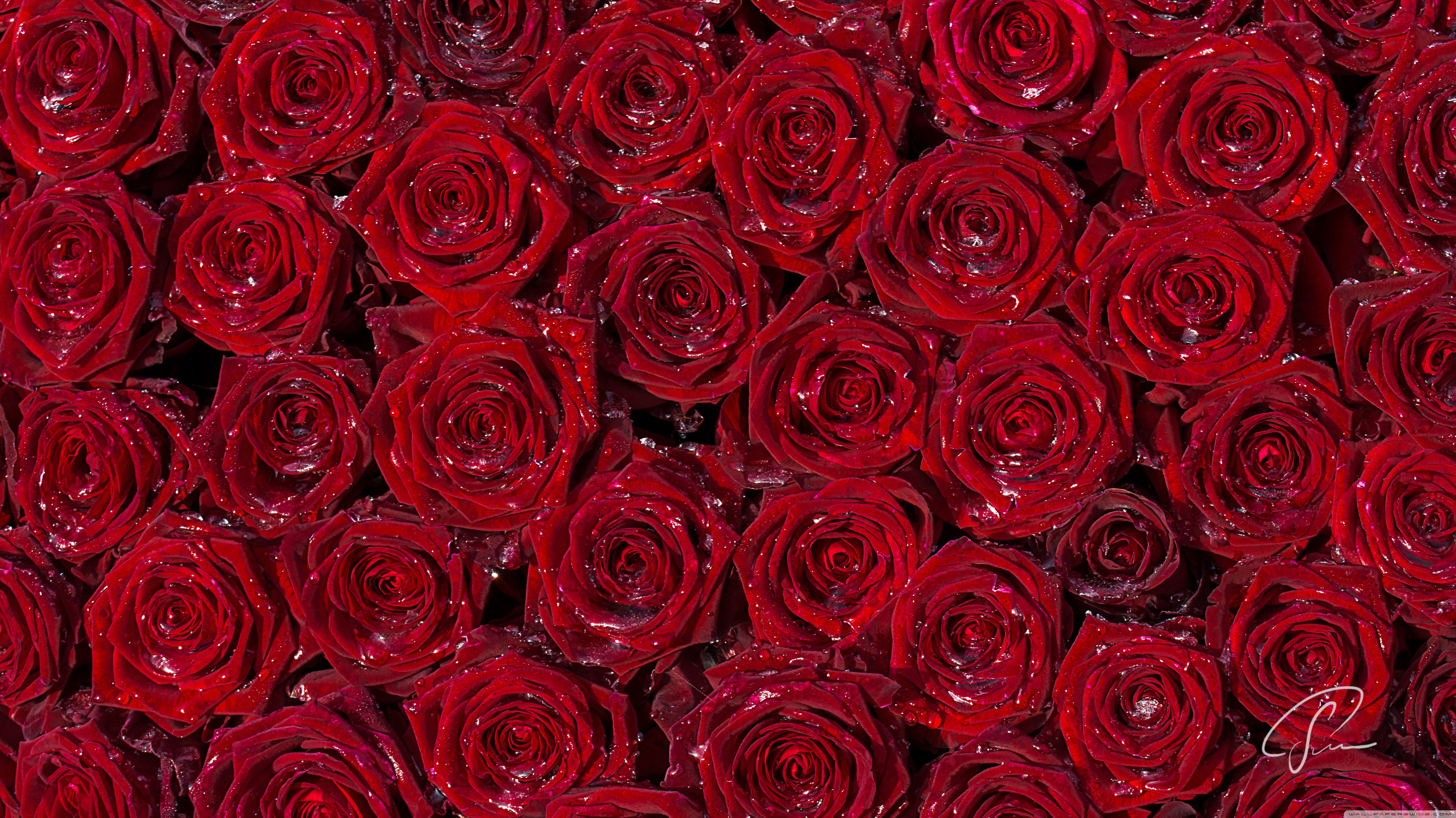 Red Rose Backgrounds Hd , HD Wallpaper & Backgrounds
